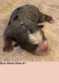 Blue Merle Male #1