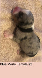 Blue Merle Female #2