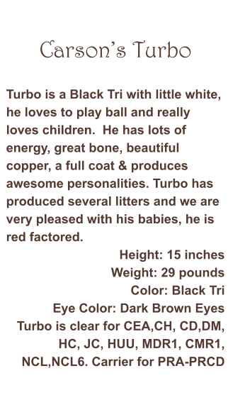Carson’s Turbo  Turbo is a Black Tri with little white, he loves to play ball and really loves children.  He has lots of energy, great bone, beautiful copper, a full coat & produces awesome personalities. Turbo has produced several litters and we are very pleased with his babies, he is red factored.   Height: 15 inches Weight: 29 pounds Color: Black Tri Eye Color: Dark Brown Eyes Turbo is clear for CEA,CH, CD,DM, HC, JC, HUU, MDR1, CMR1, NCL,NCL6. Carrier for PRA-PRCD​