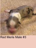 Red Merle Male #3