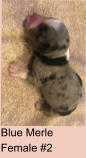 Blue Merle Female #2