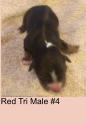 Red Tri Male #4