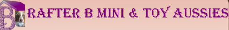 Rafter B Mini & Toy Aussies