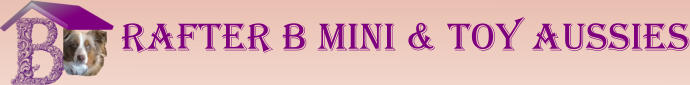 Rafter B Mini & Toy Aussies